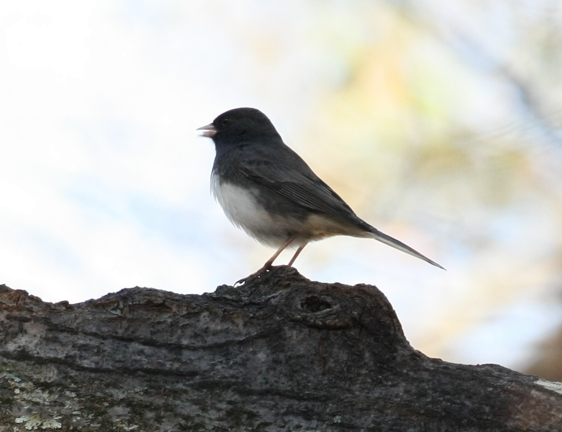 Dark-eyed Junco - ML646804145