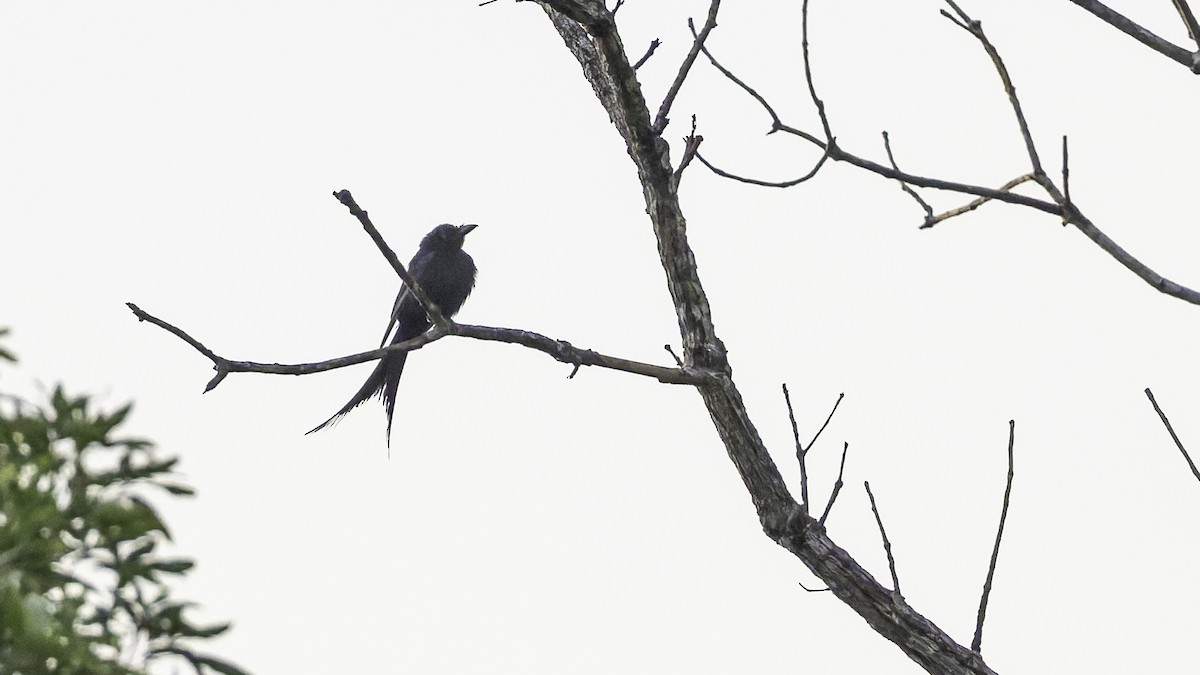 Mayotte Drongo - ML646804146