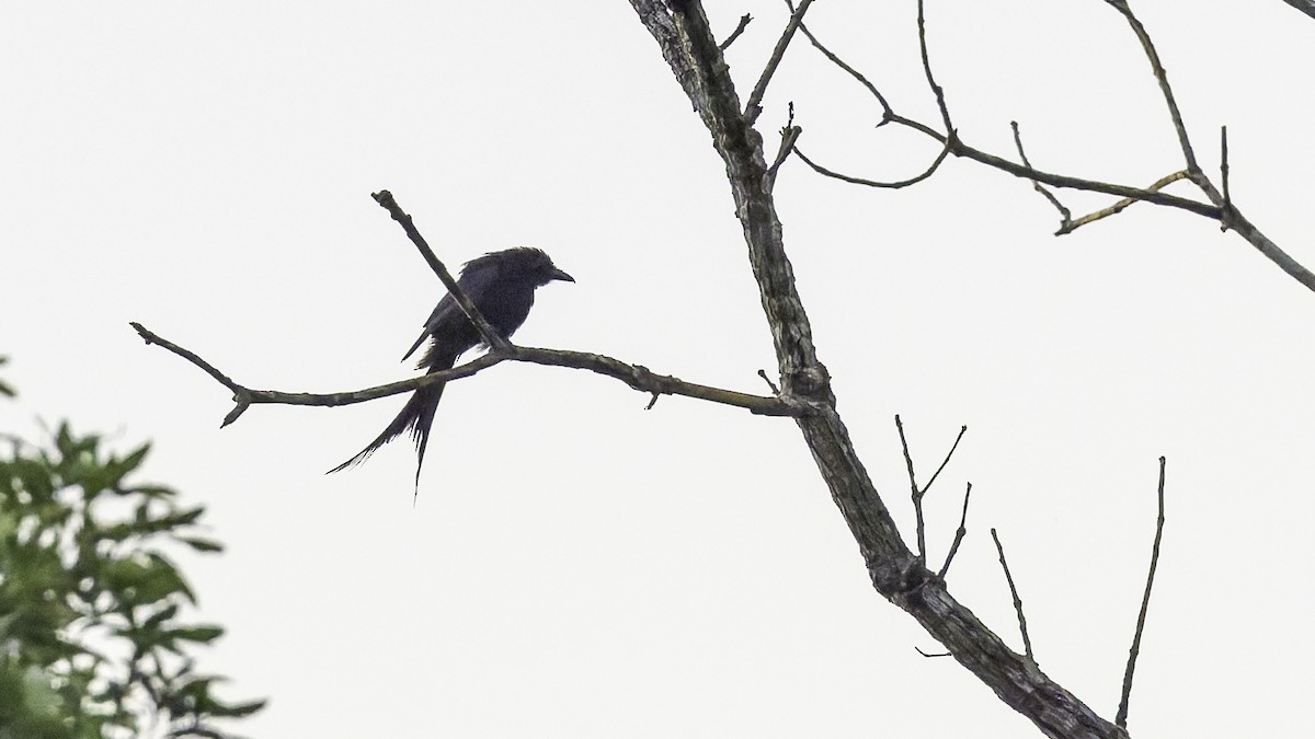 Mayotte Drongo - ML646804148