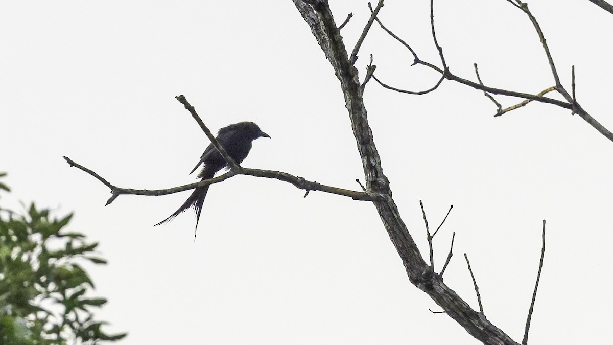 Mayotte Drongo - ML646804149