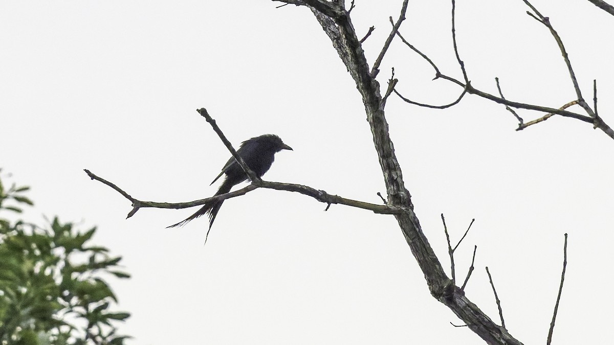Mayotte Drongo - ML646804150