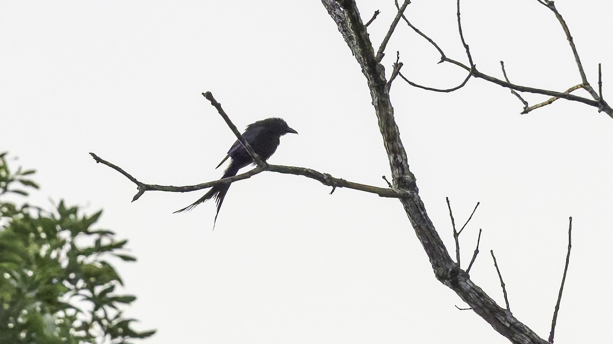 Mayotte Drongo - ML646804151