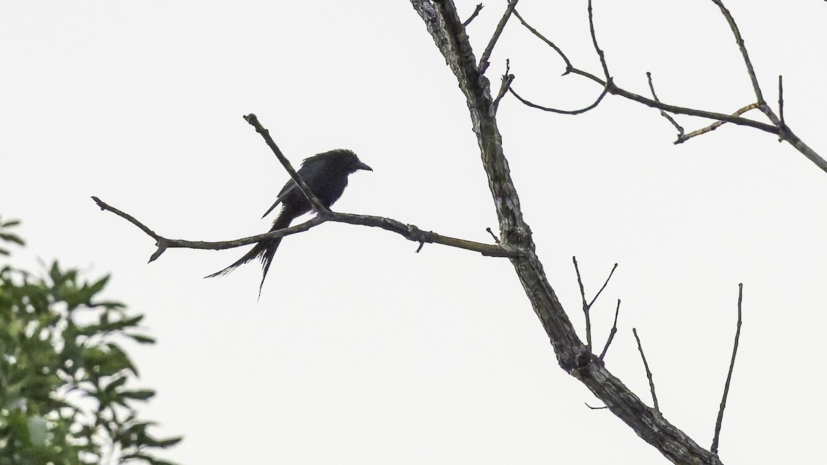 Mayotte Drongo - ML646804152