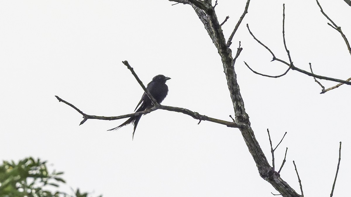 Mayotte Drongo - ML646804153