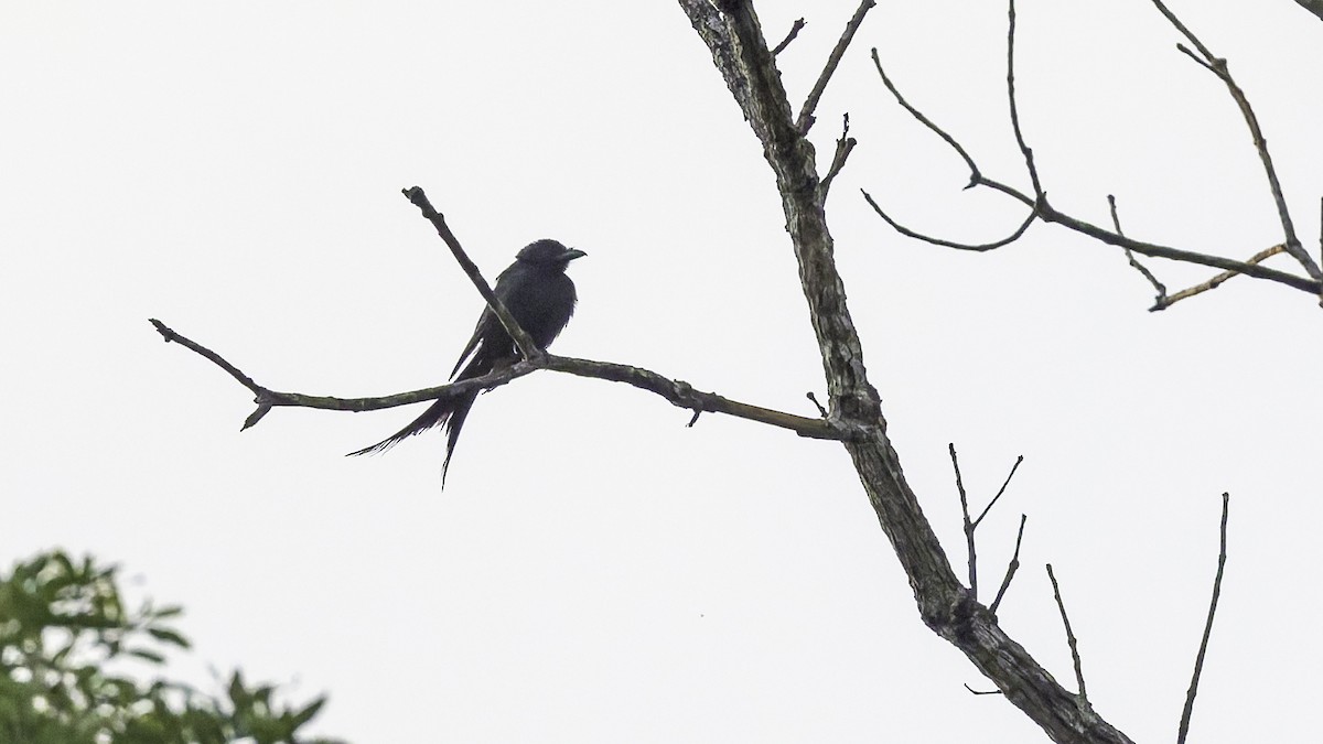 Mayotte Drongo - ML646804154