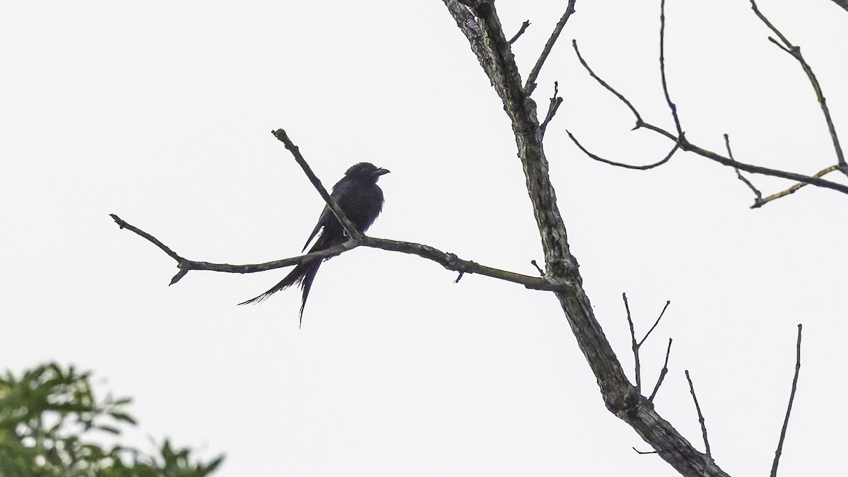 Mayotte Drongo - ML646804155