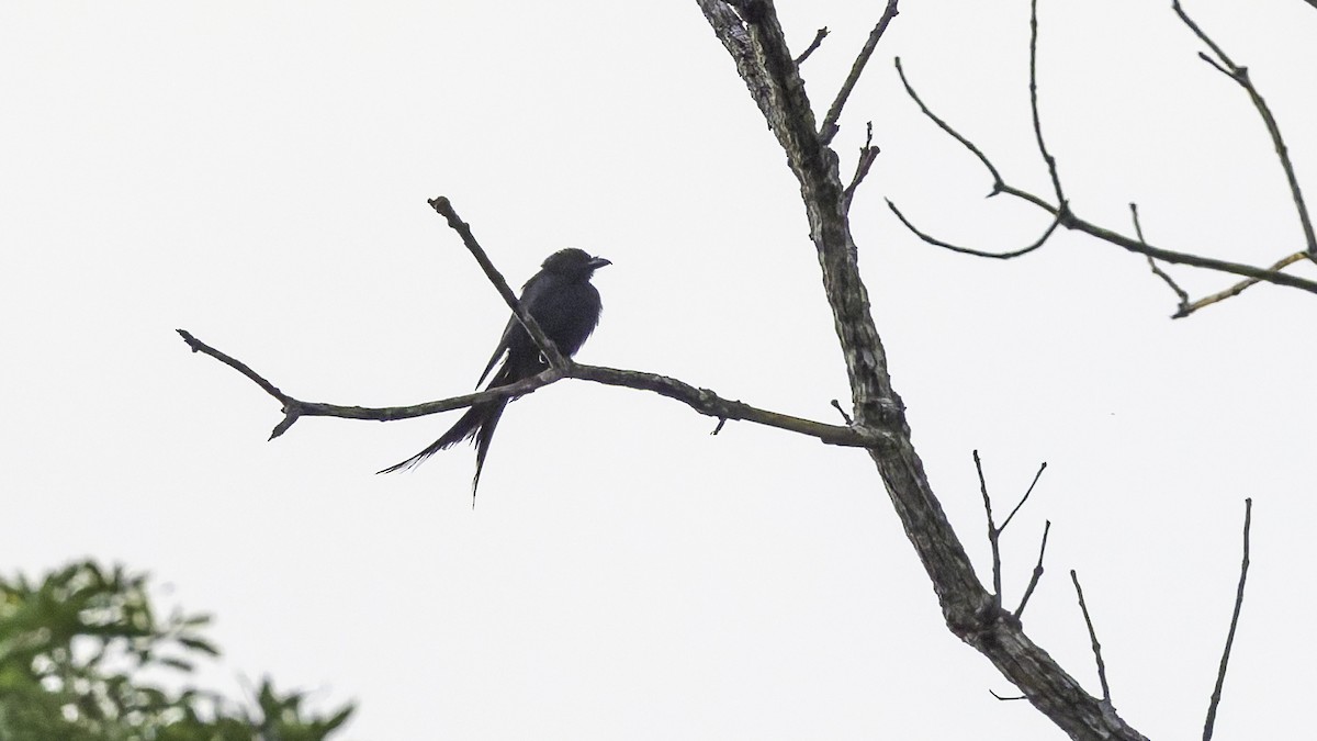 Mayotte Drongo - ML646804156