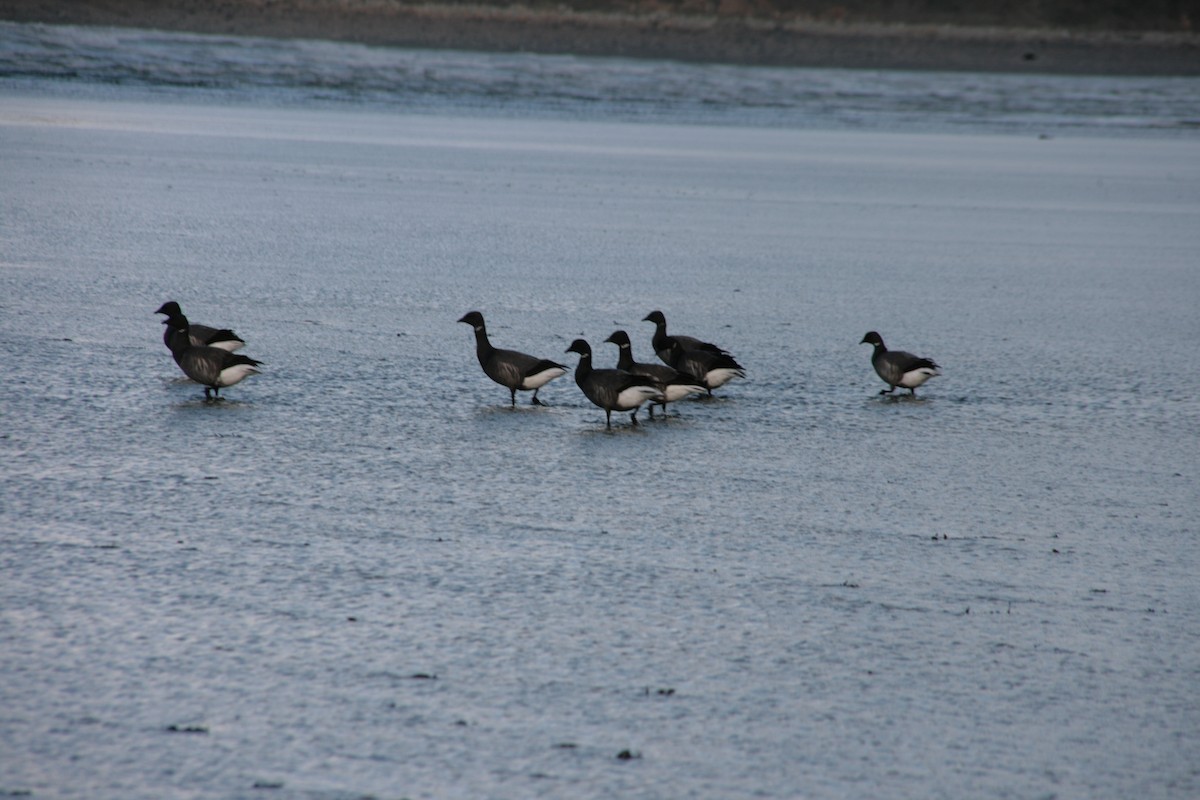 Branta musubeltza - ML646804163