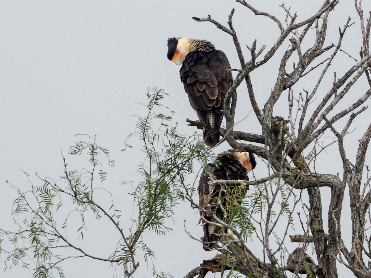 Равнинная каракара - ML646804164