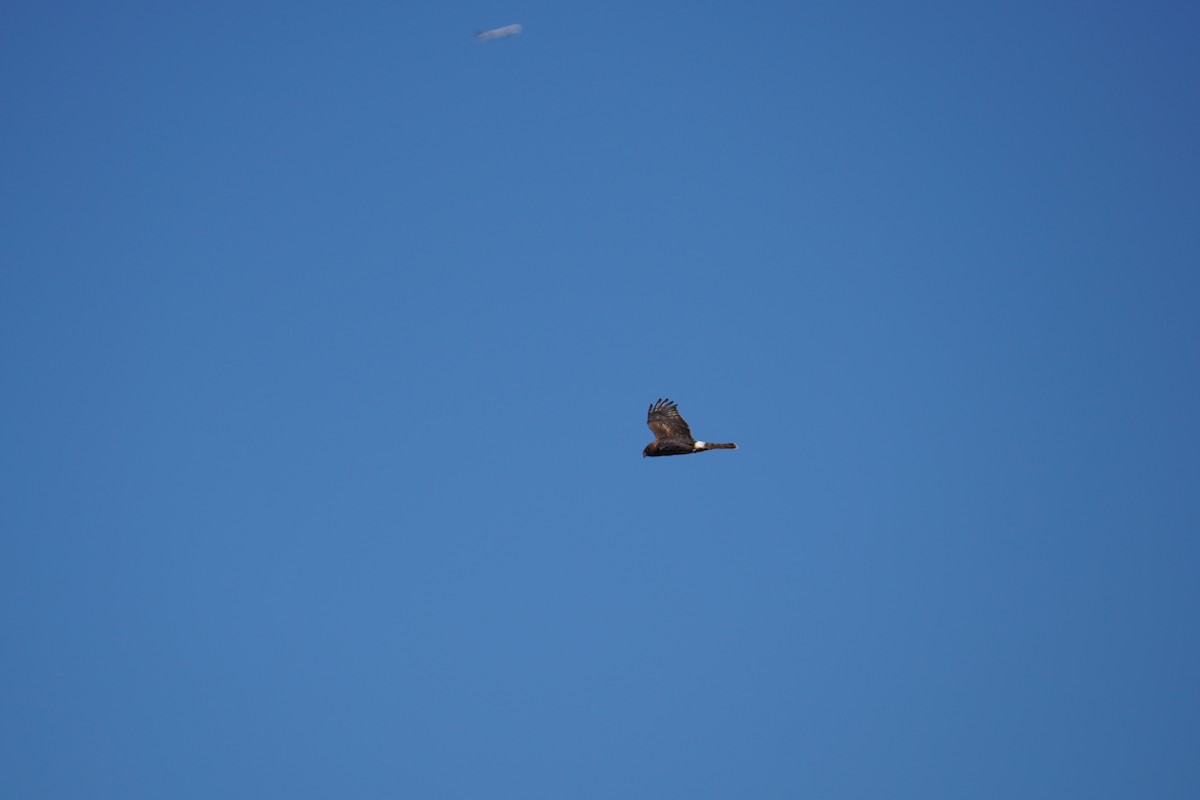 Northern Harrier - ML646804166