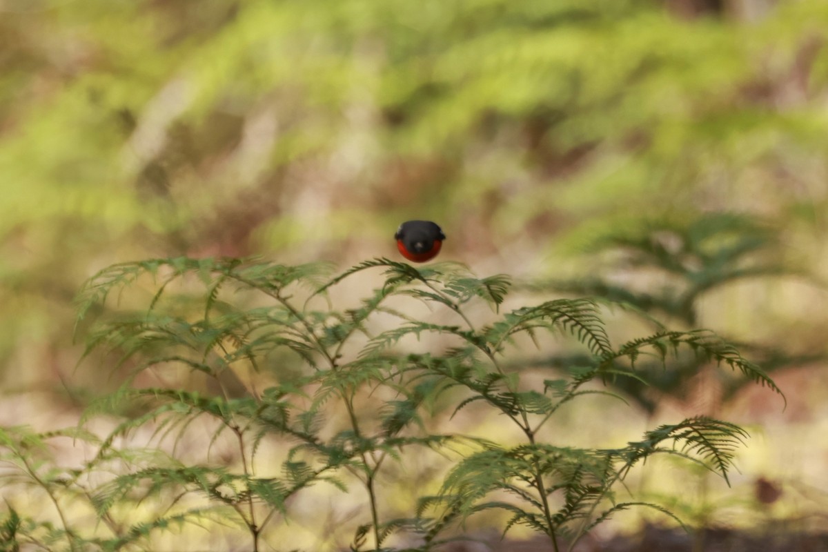 flammeflueskvett - ML646804167