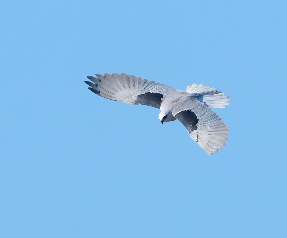 hvitstjertglente - ML646804168