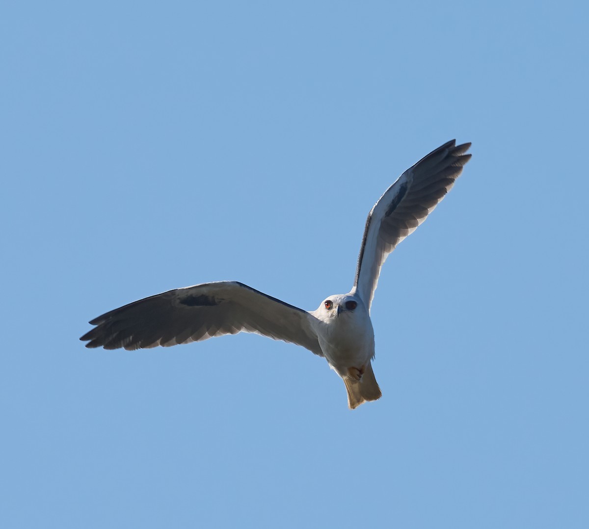 hvitstjertglente - ML646804170