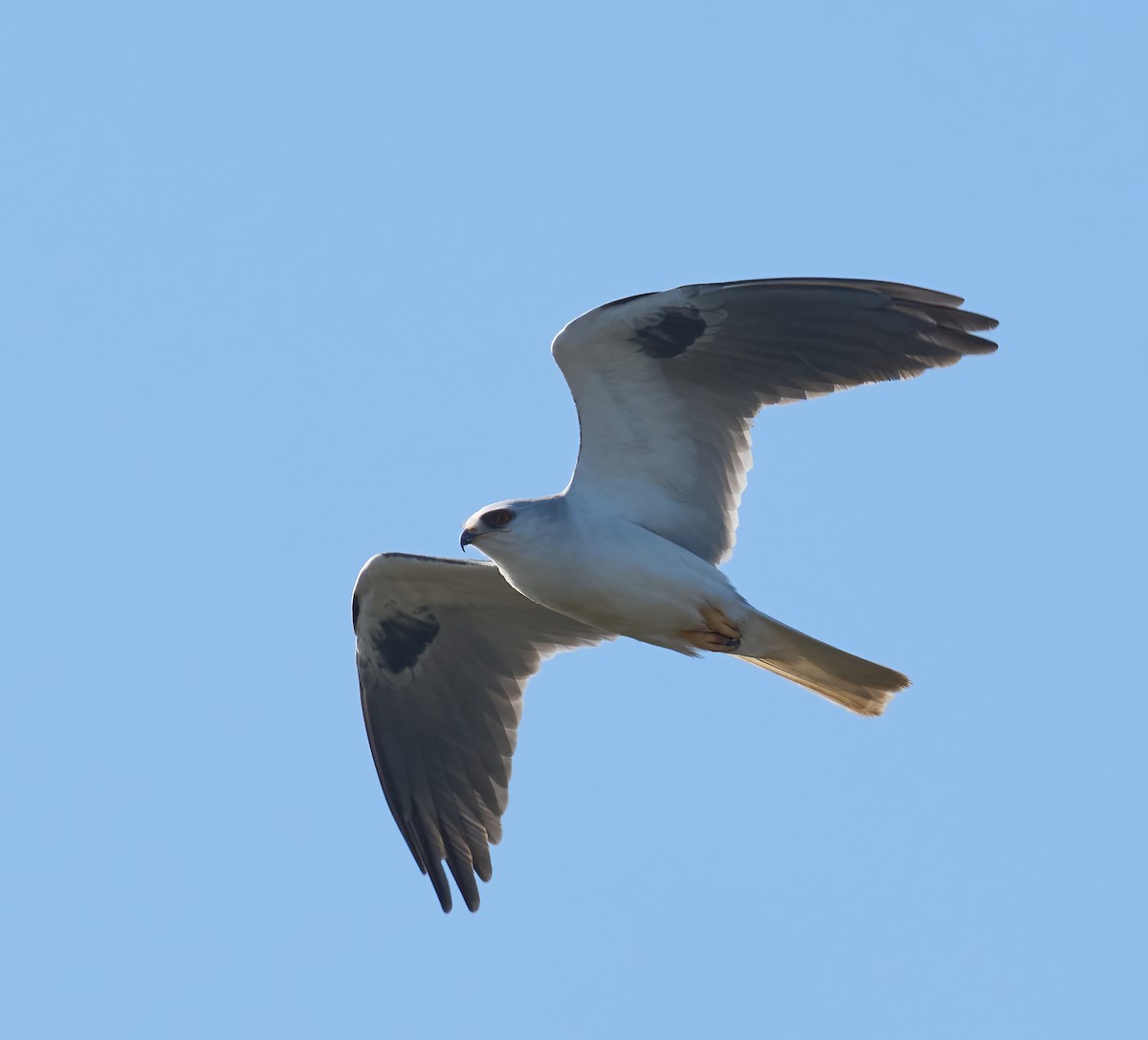 hvitstjertglente - ML646804174