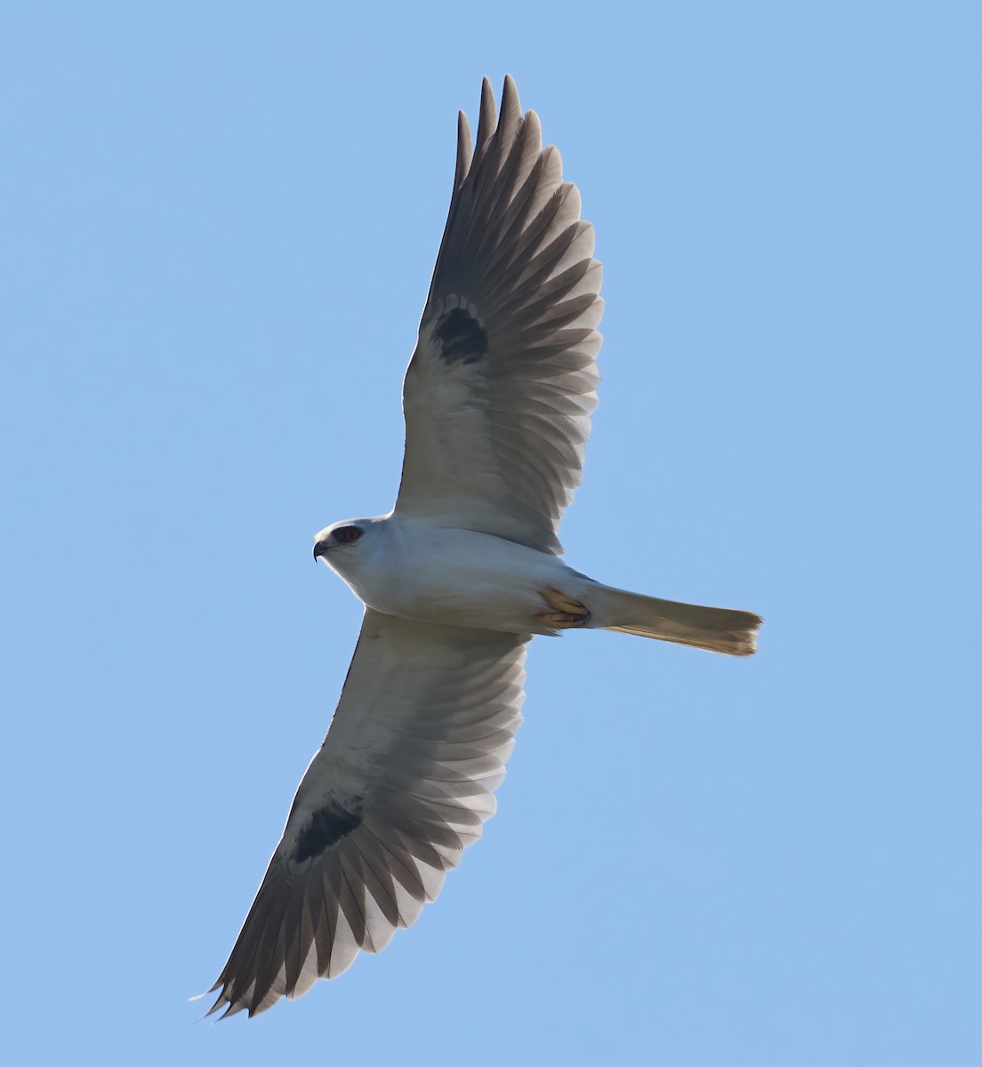 hvitstjertglente - ML646804176