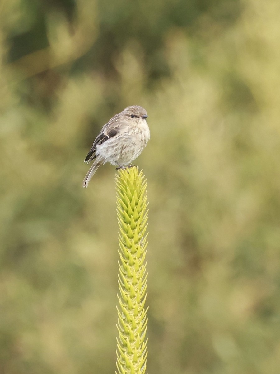 Тасманийская дриада - ML646804177