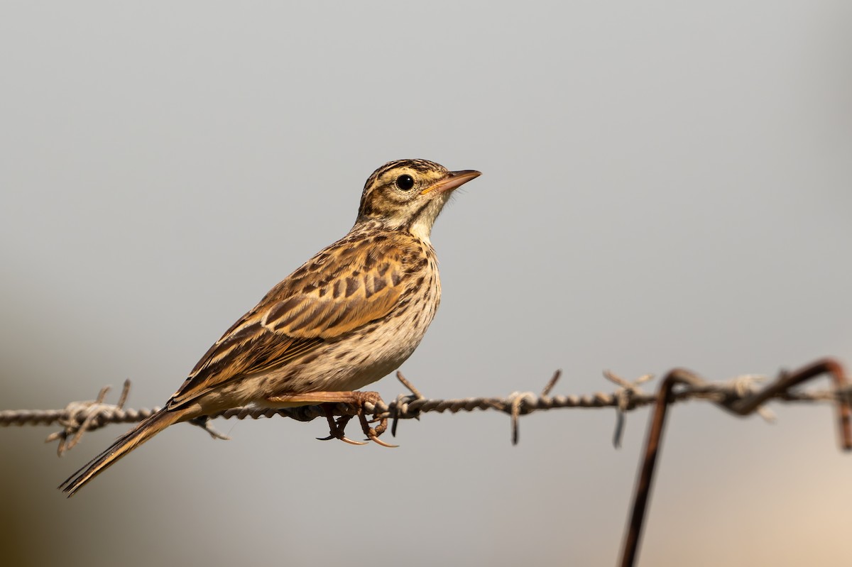 Australspornpieper - ML646804178