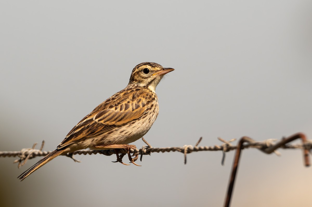 Australspornpieper - ML646804179