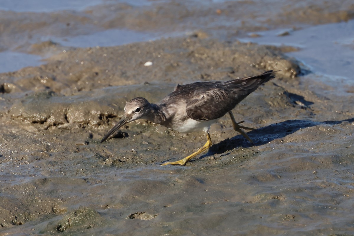 Gray-tailed Tattler - ML646804181