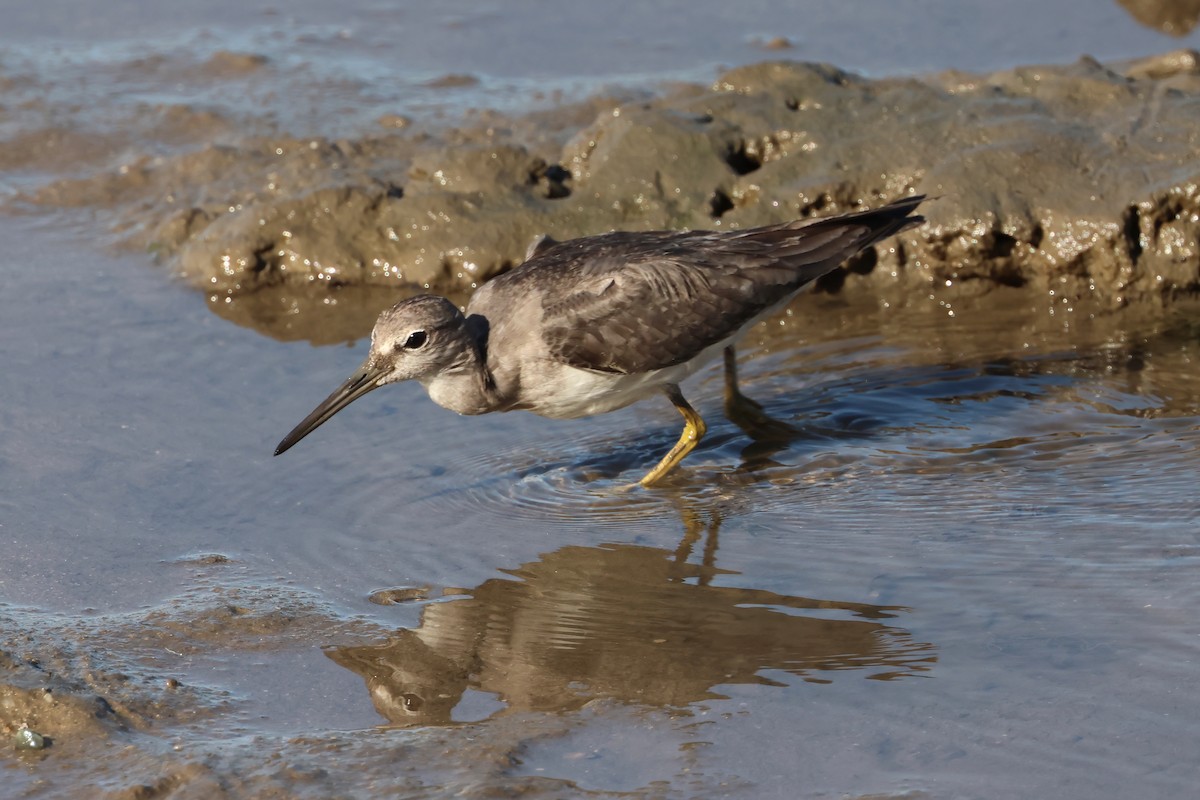 Gray-tailed Tattler - ML646804182