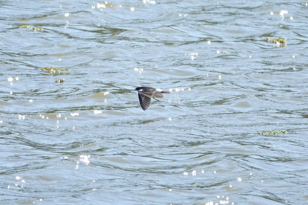 Білозорка лазурова - ML646804183