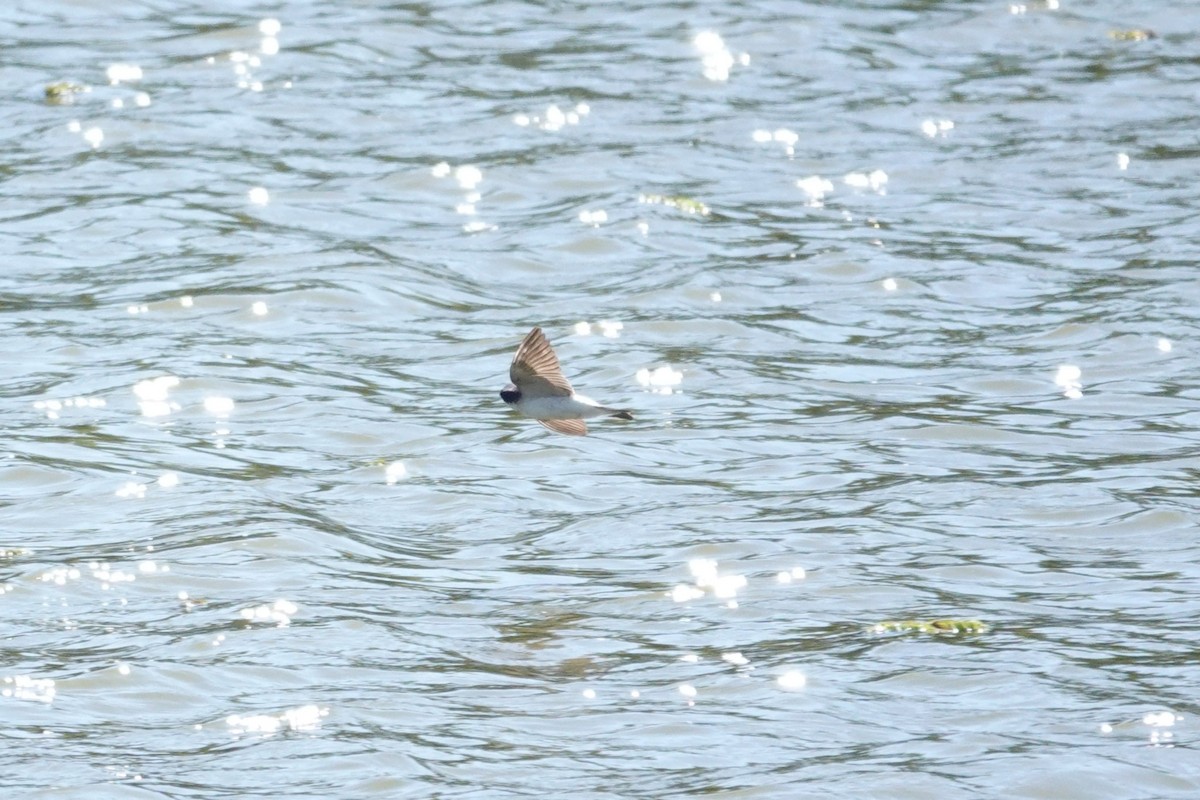 Білозорка лазурова - ML646804184