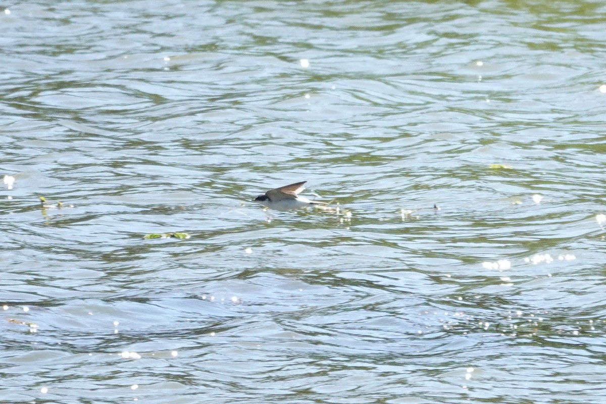 Білозорка лазурова - ML646804185