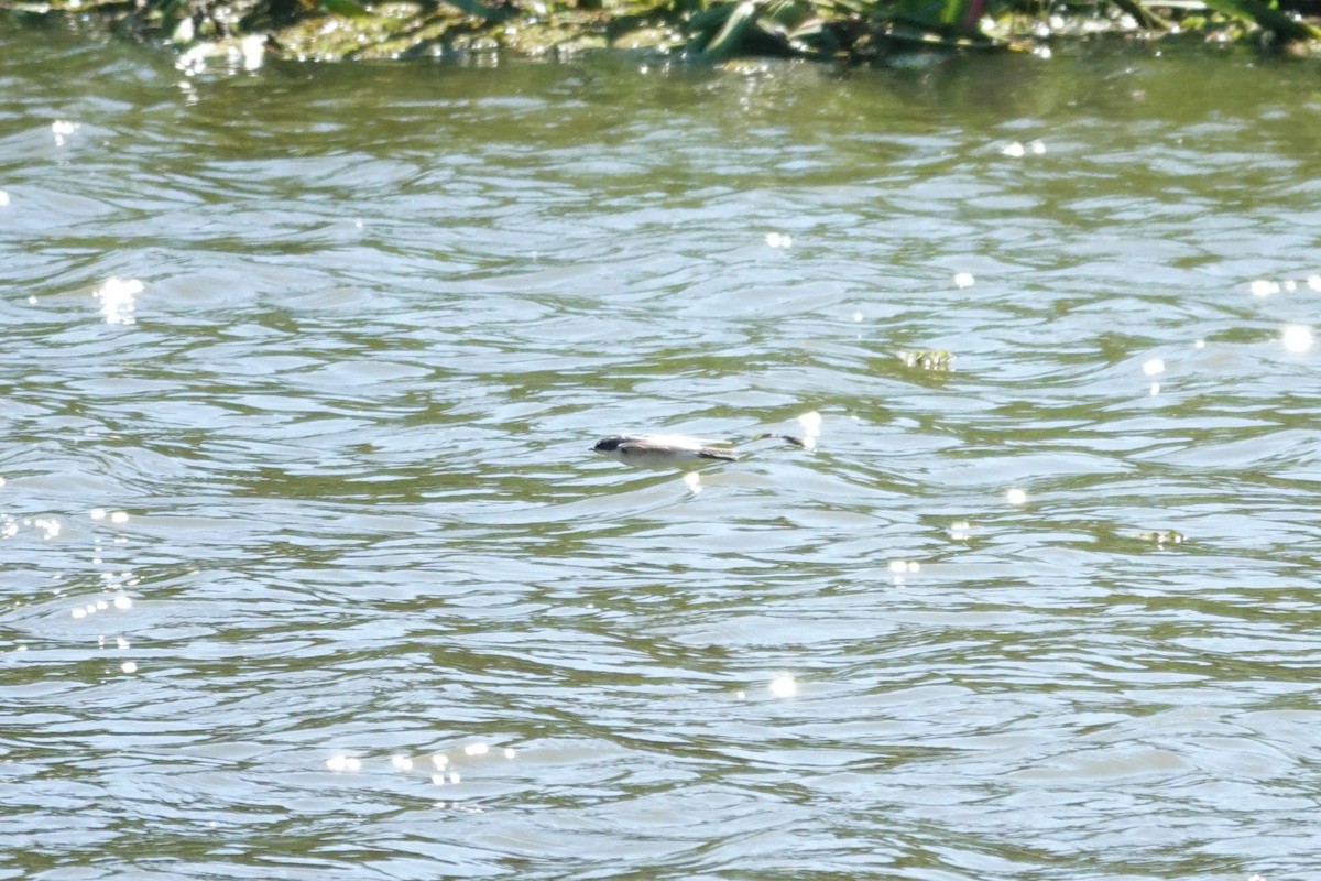 Білозорка лазурова - ML646804186