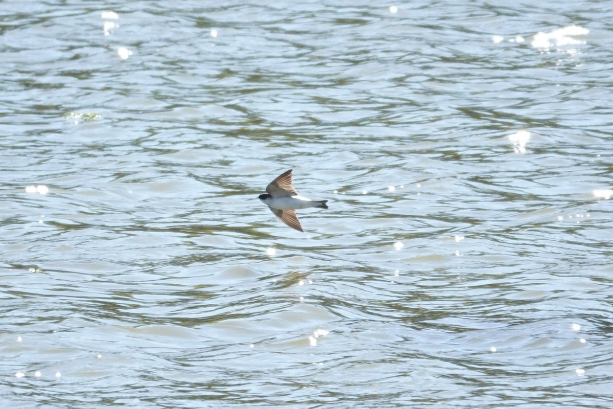 Білозорка лазурова - ML646804187