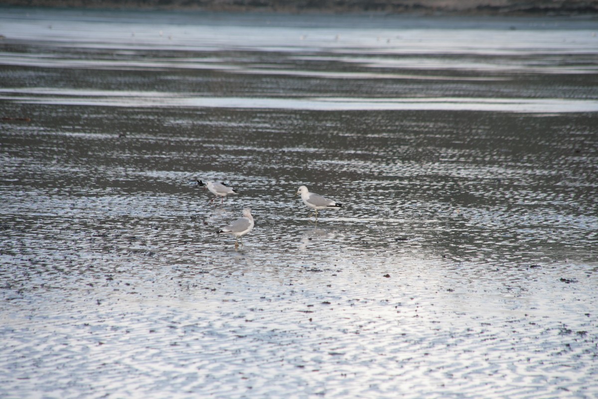 Kaio mokohoria - ML646804188