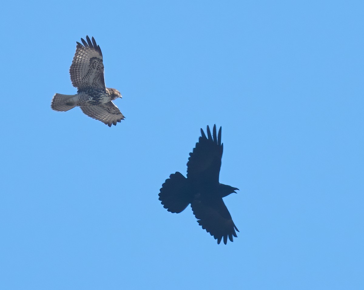 rødstjertvåk - ML646804195