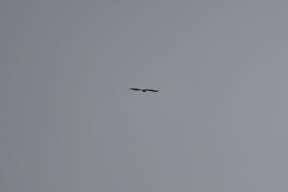 Pigargo Americano - ML646804196