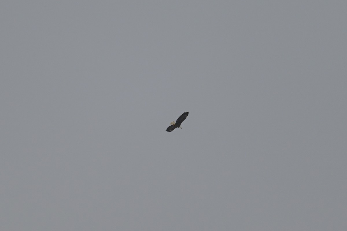 Pigargo Americano - ML646804197