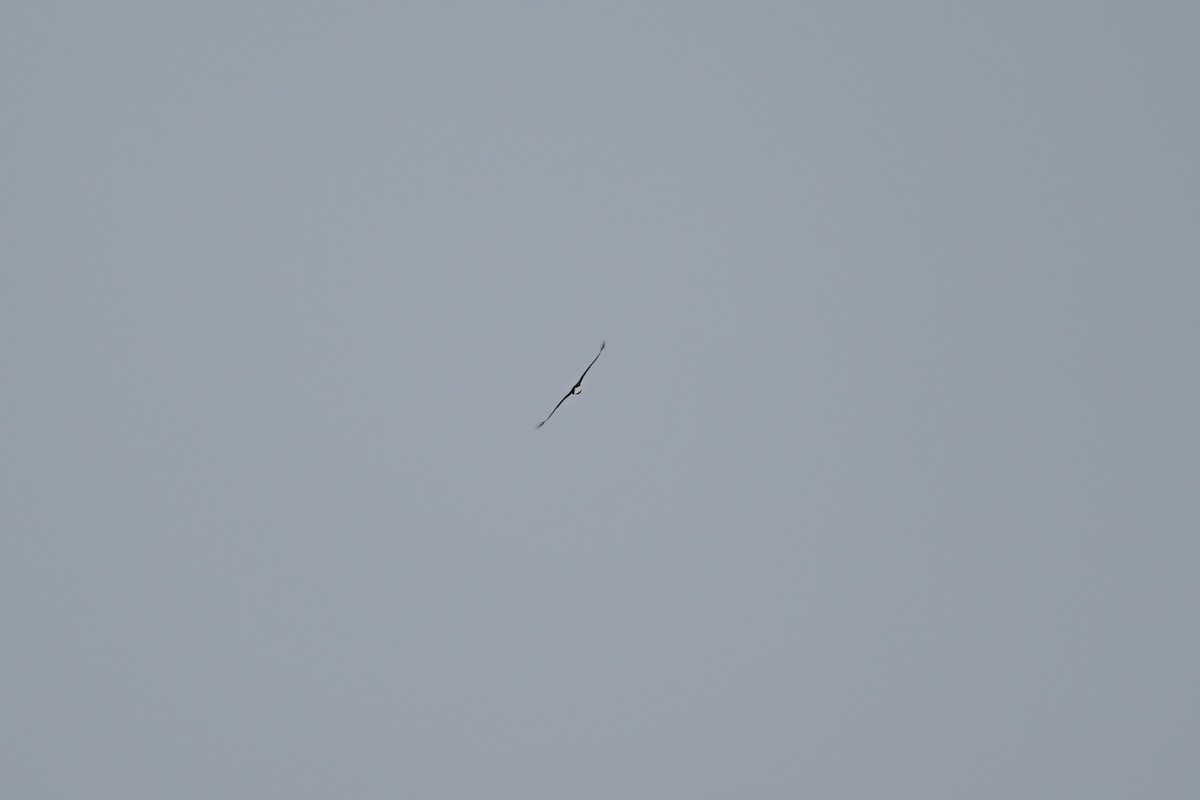 Pigargo Americano - ML646804198