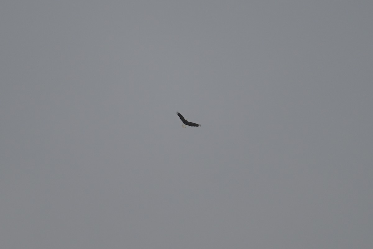 Pigargo Americano - ML646804199