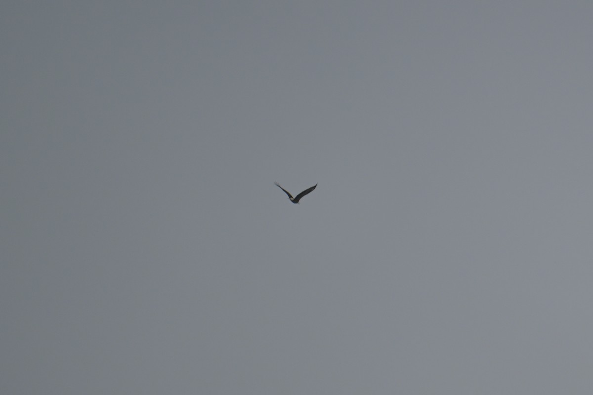 Pigargo Americano - ML646804200