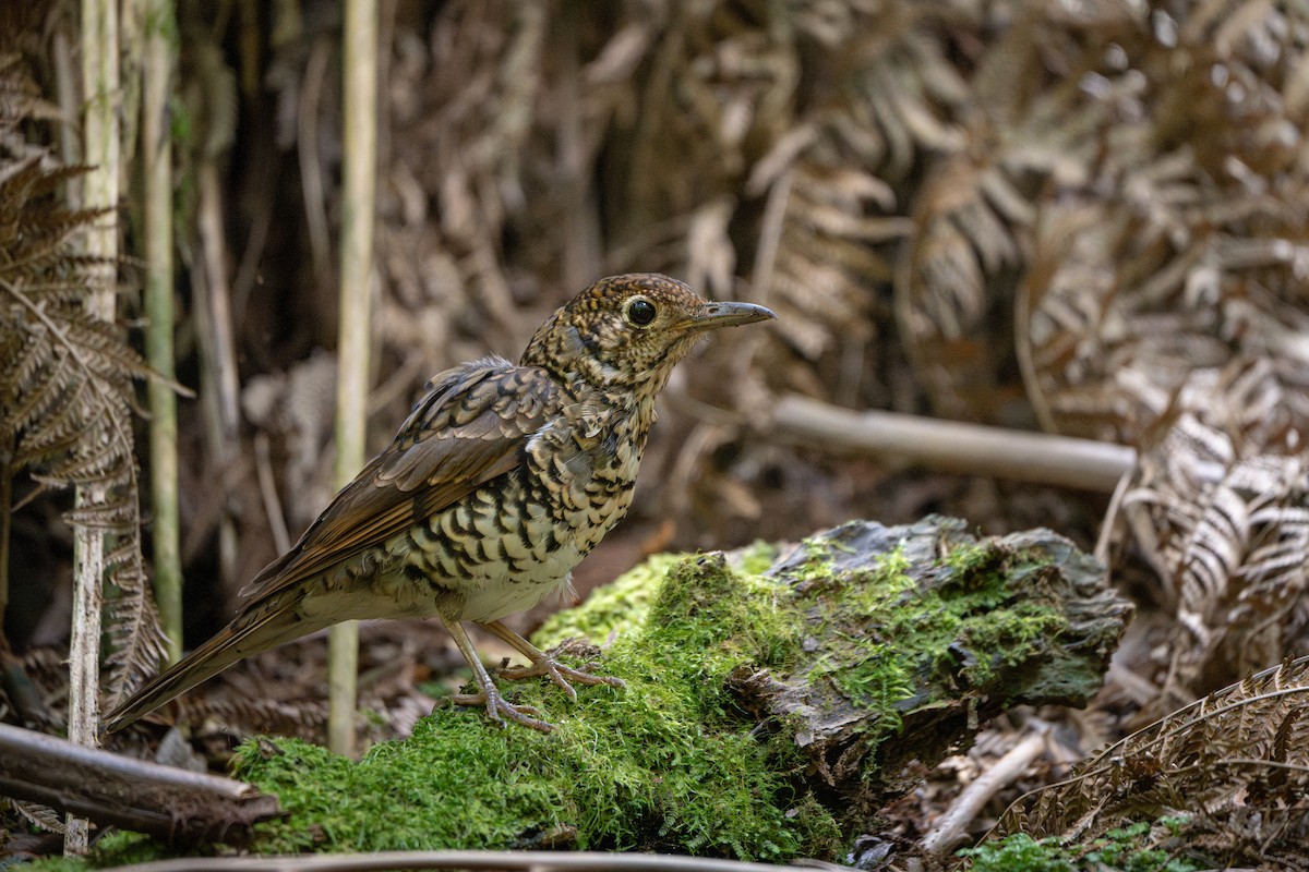 Bassian Thrush - ML646804205