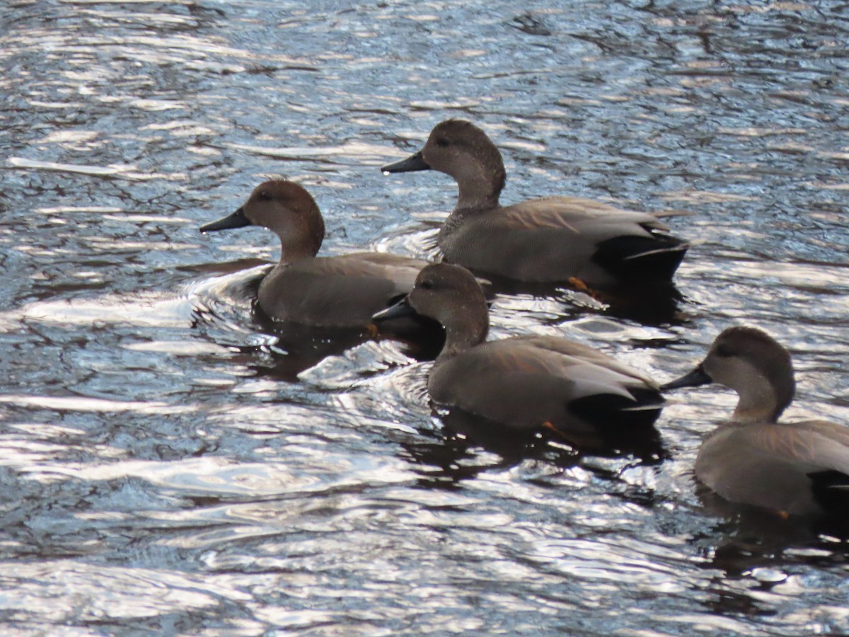 Boz Ördek - ML646804206