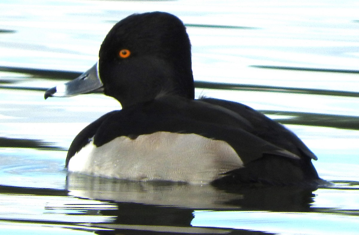 Кольчатая чернеть - ML646804207