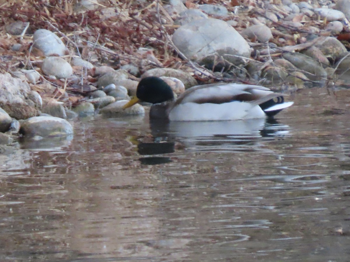 Зэрлэг нугас - ML646804215