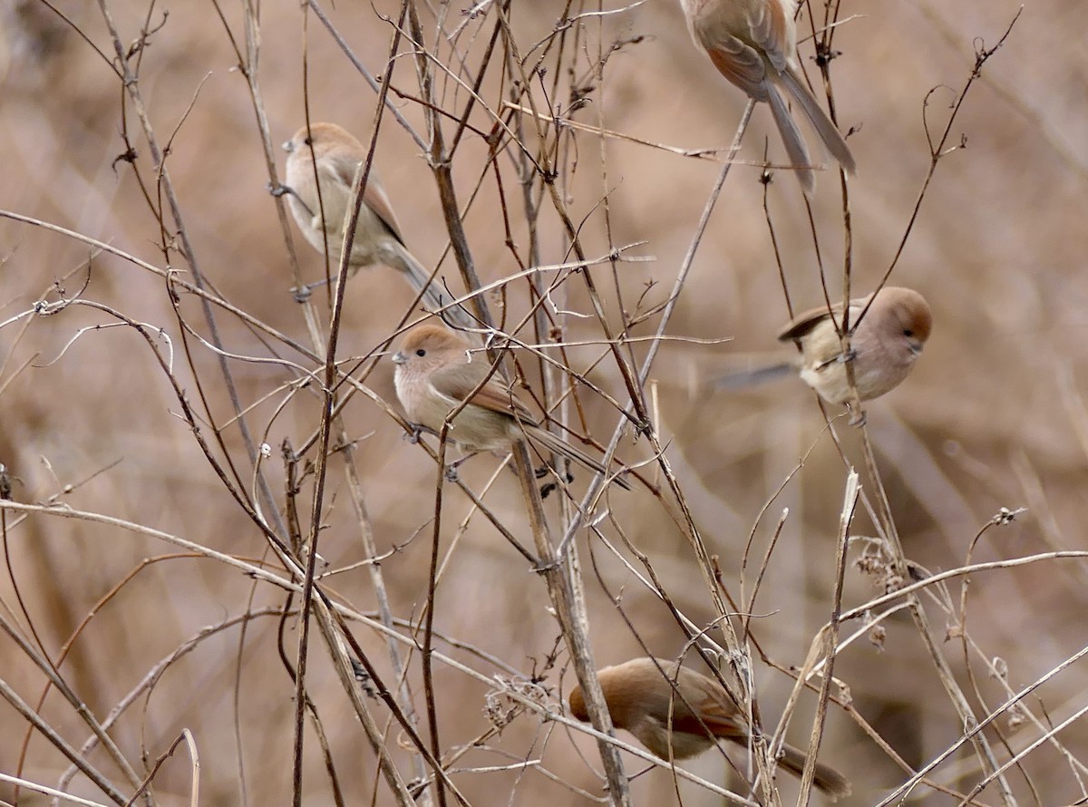 Бурая сутора - ML646804216