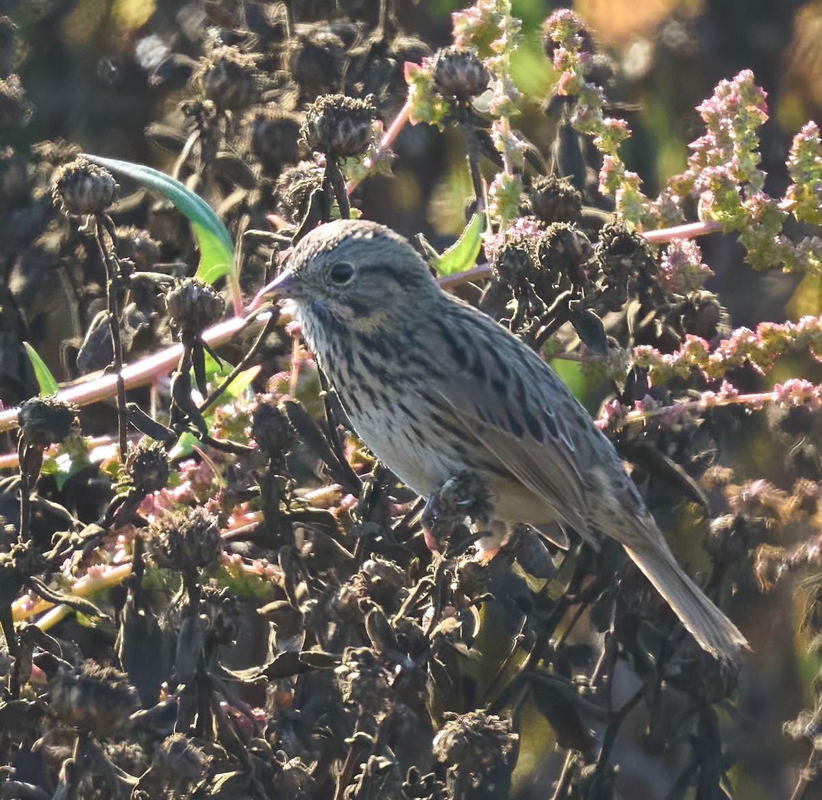 Lincoln's Sparrow - ML646804218