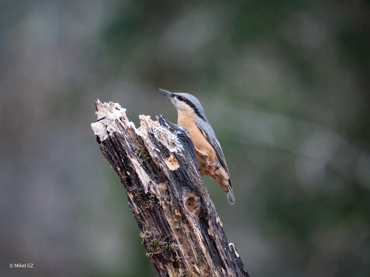 Повзик звичайний - ML646804219