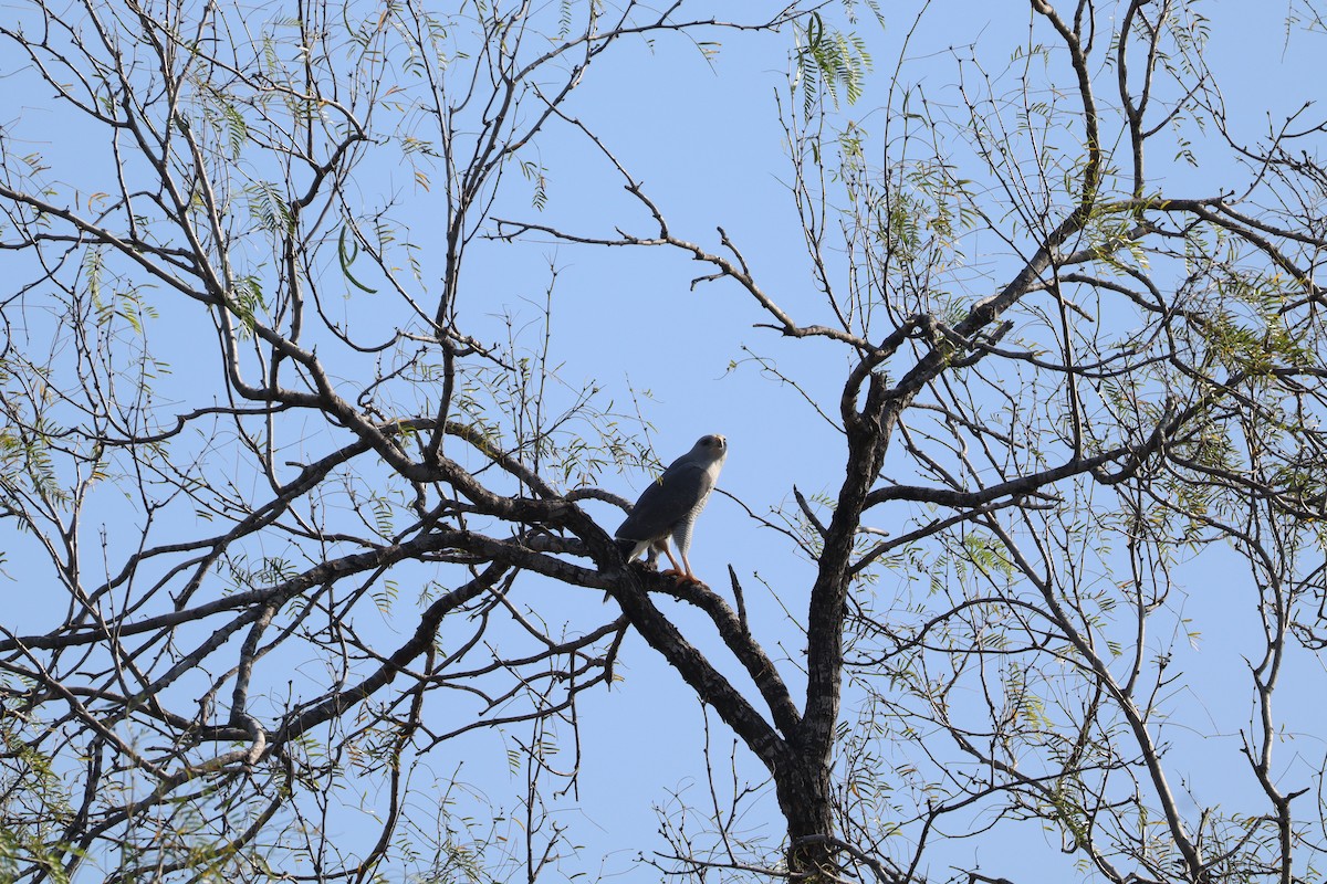 káně popelavá - ML646804221