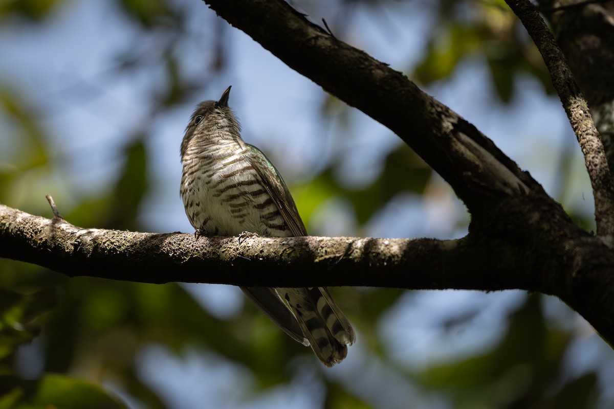 Shining Bronze-Cuckoo - ML646804222