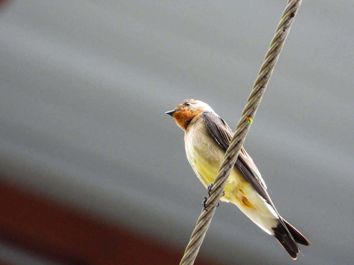 Zimtkehlschwalbe - ML646804223