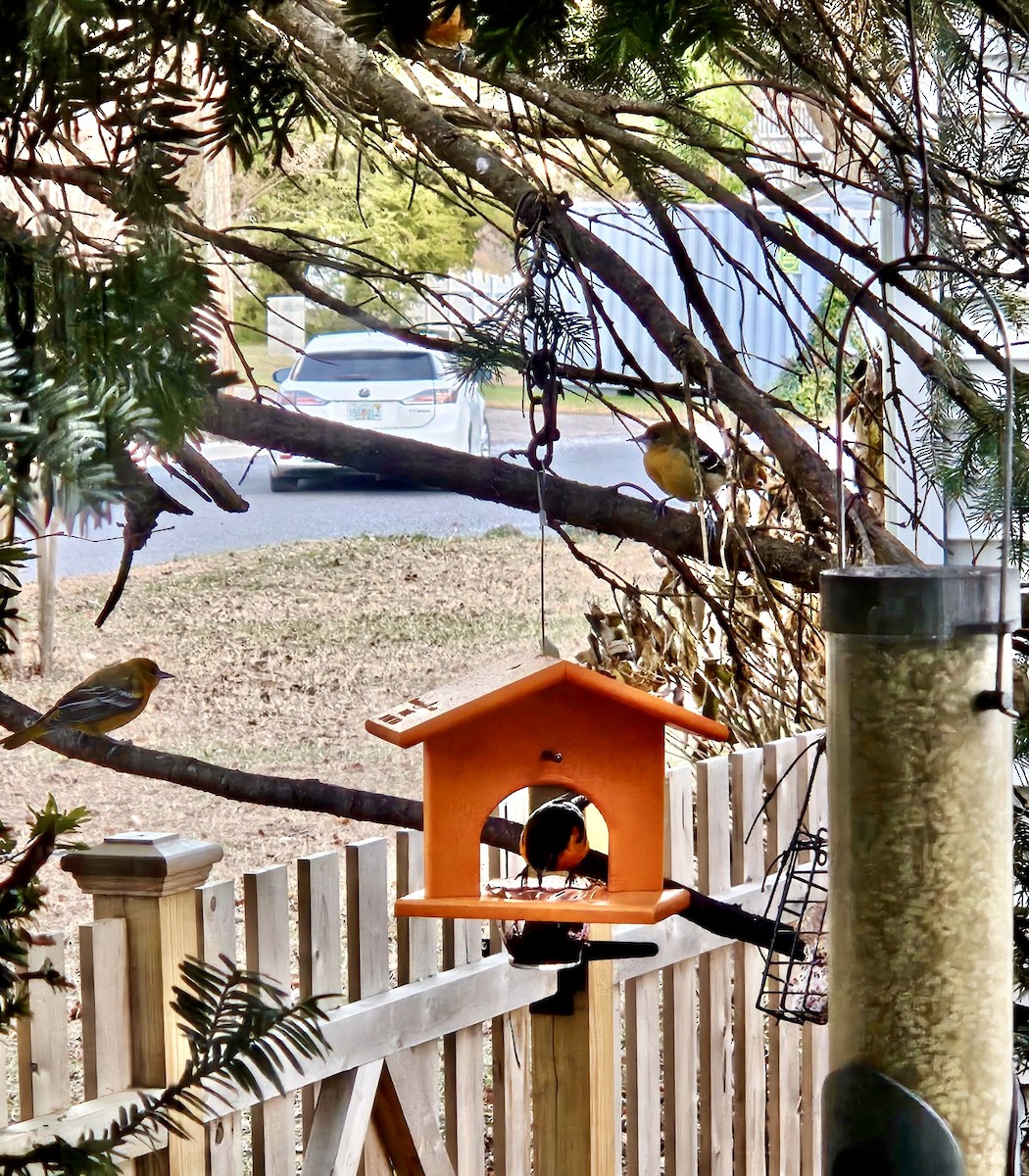 Baltimore Oriole - ML646804224