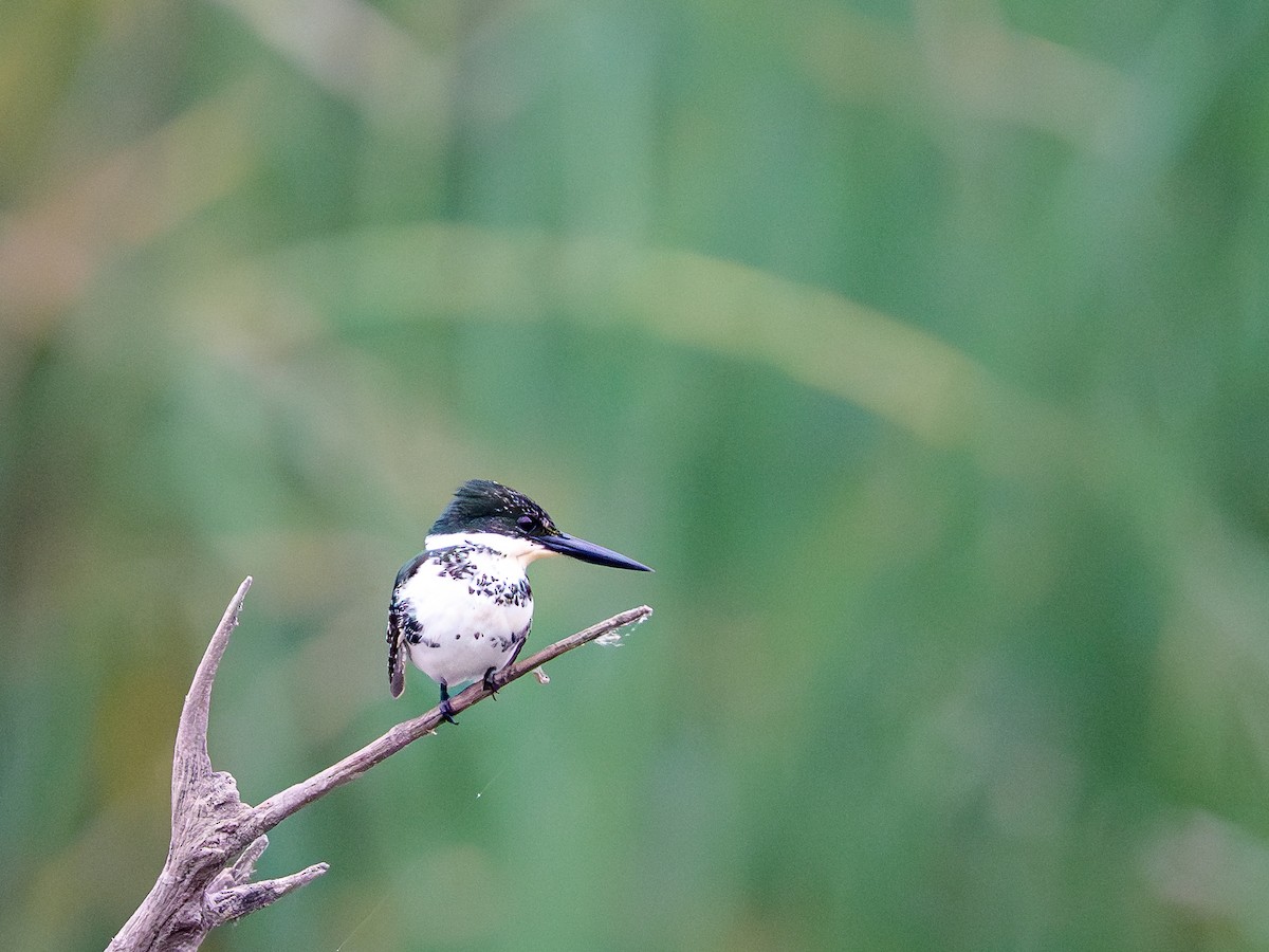 Зелёный зимородок - ML646804225