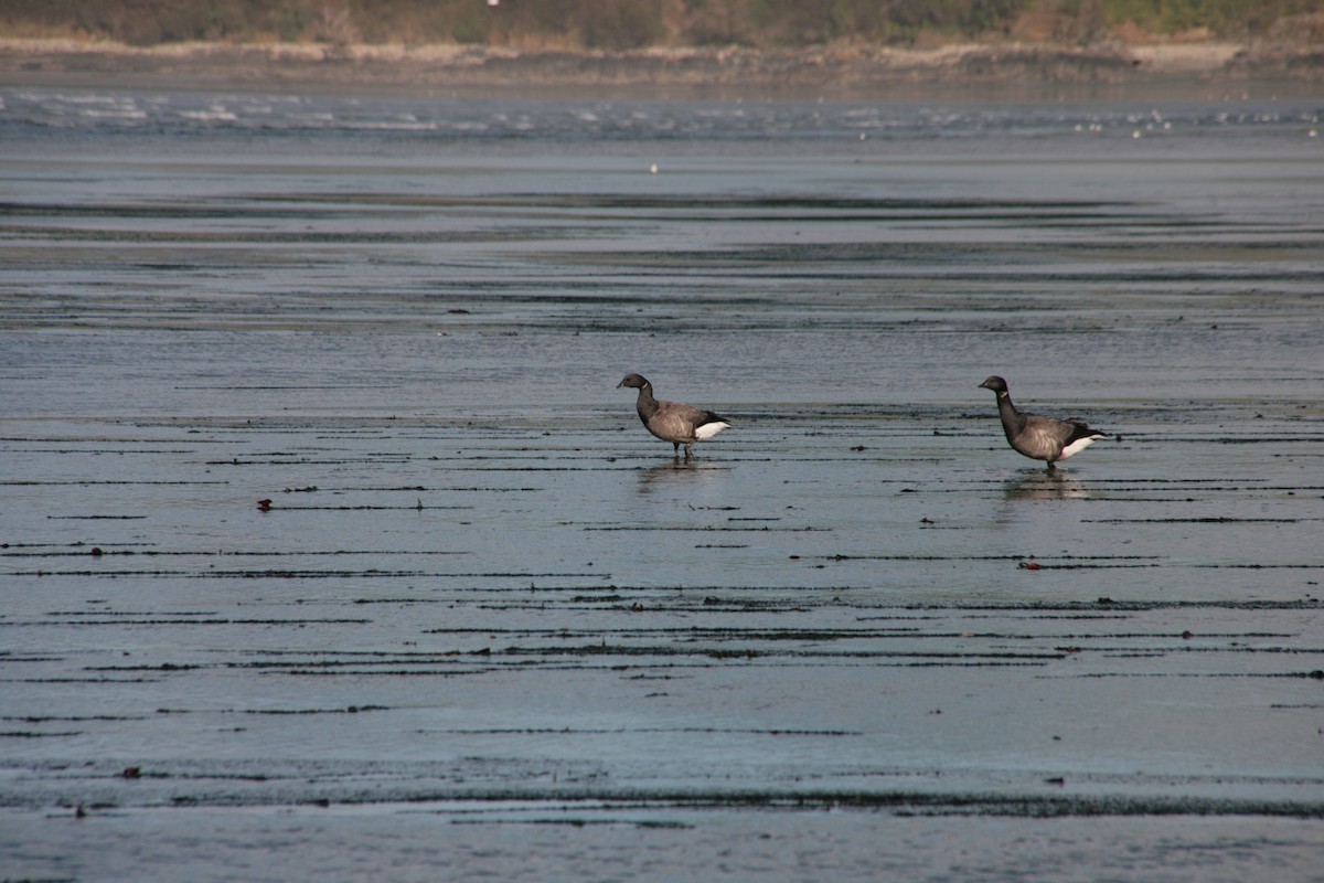 Branta musubeltza - ML646804226