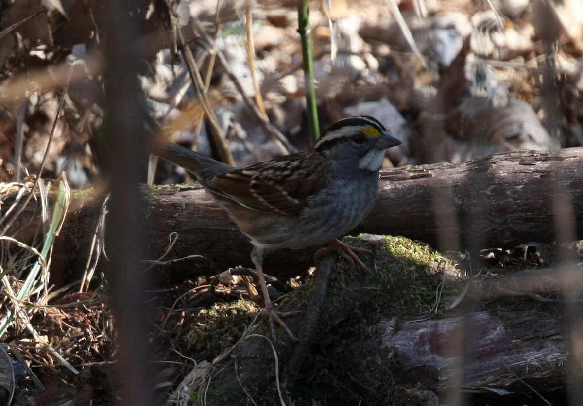 White-throated Sparrow - ML646804227